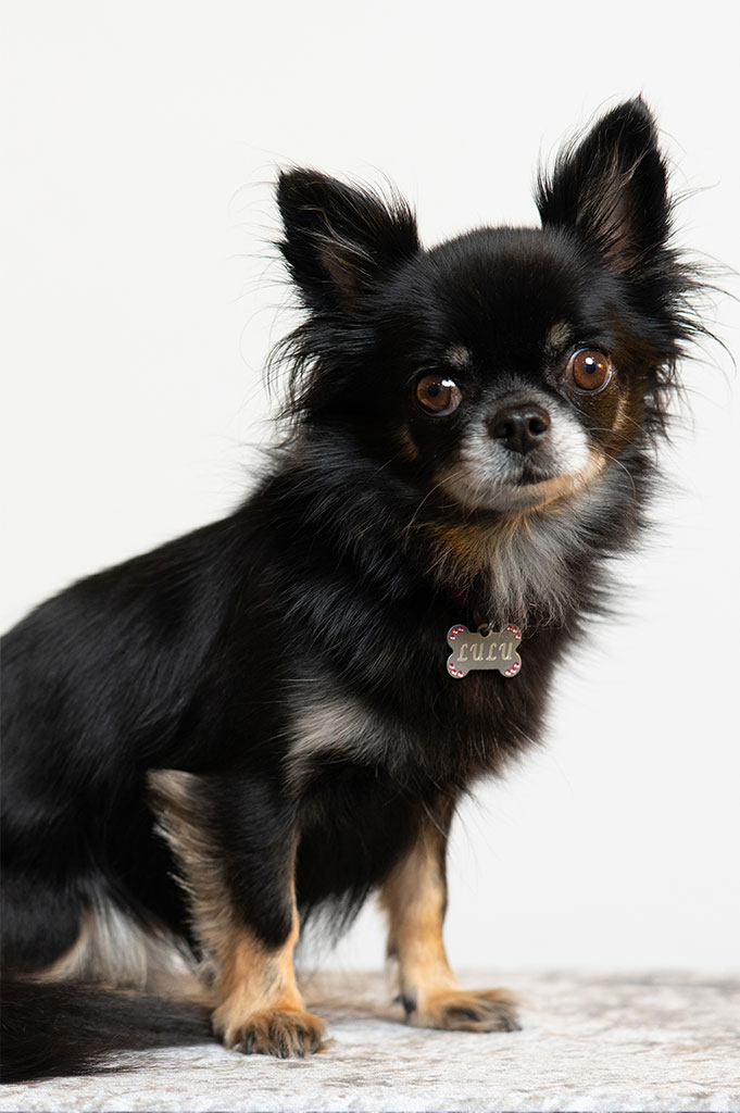 Ein kleiner schwarzer Chihuahua mit wachen braunen Augen und einem Namensschild