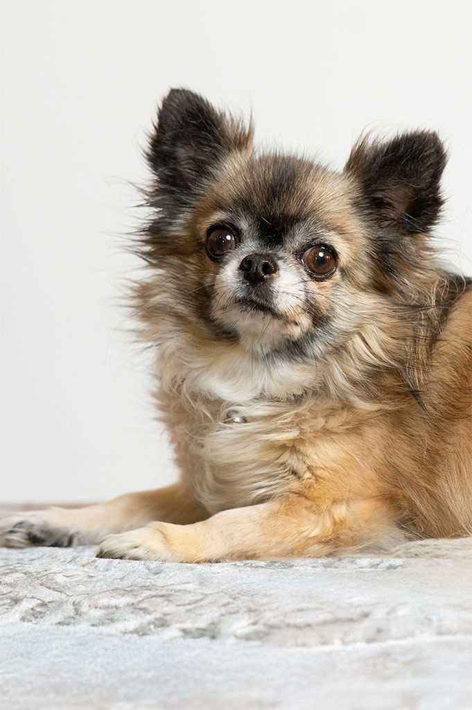 Ein kleiner brauner und weißer Hund mit wuscheligem Fell und wachen, dunklen Augen